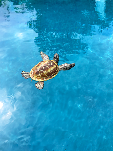 Floating Pool Turtle by Ganz®