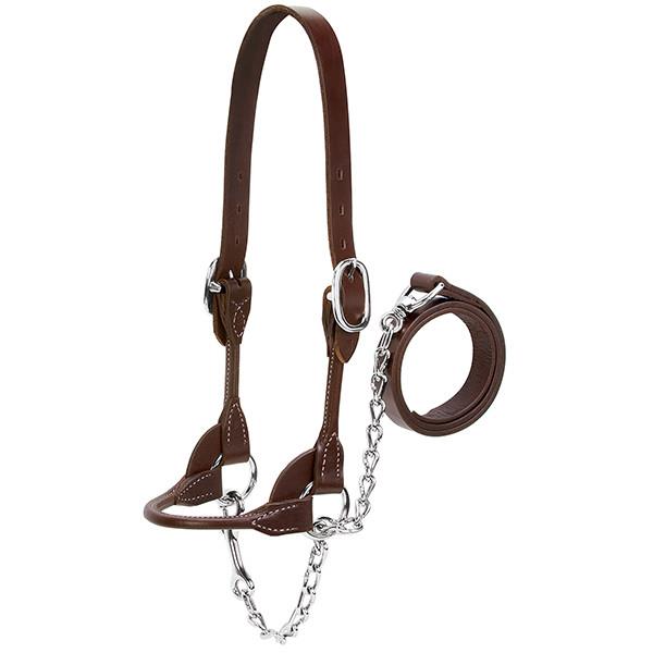 Brown leather cattle halter with lead shank and chain on a white background