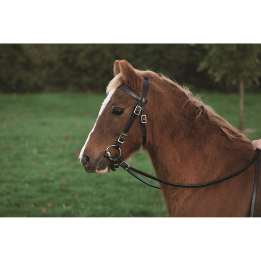 Brown horse with a bridle standing on grass