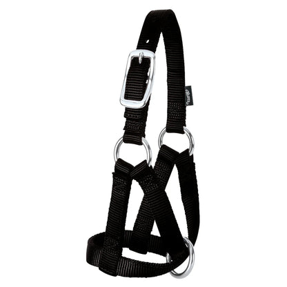 Black halter with metal buckles for goats on a white background