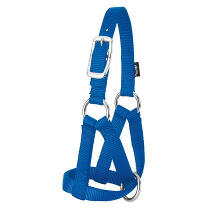 Blue halter with metal buckles for goats on a white background