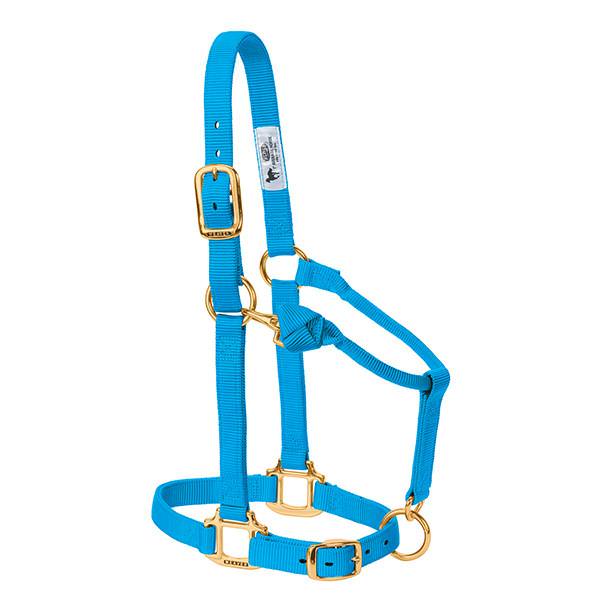 A blue nylon horse halter with brass plated hardware, including a buckle and throat snap, and box-stitching at stress points.