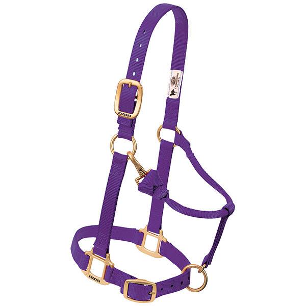 purple nylon horse halter with brass plated hardware, including a buckle and throat snap, and box-stitching at stress points.