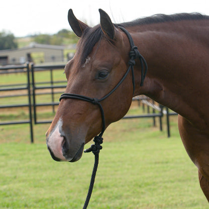 Brown horse with a black rope halter in an outdoor setting