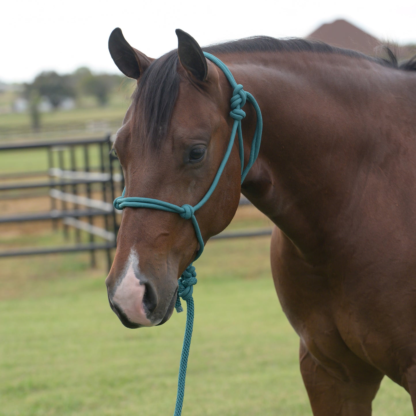 Brown horse with a teal rope halter standing in a grassy field.
