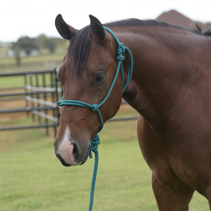 Brown horse with a teal rope halter standing in a grassy field.