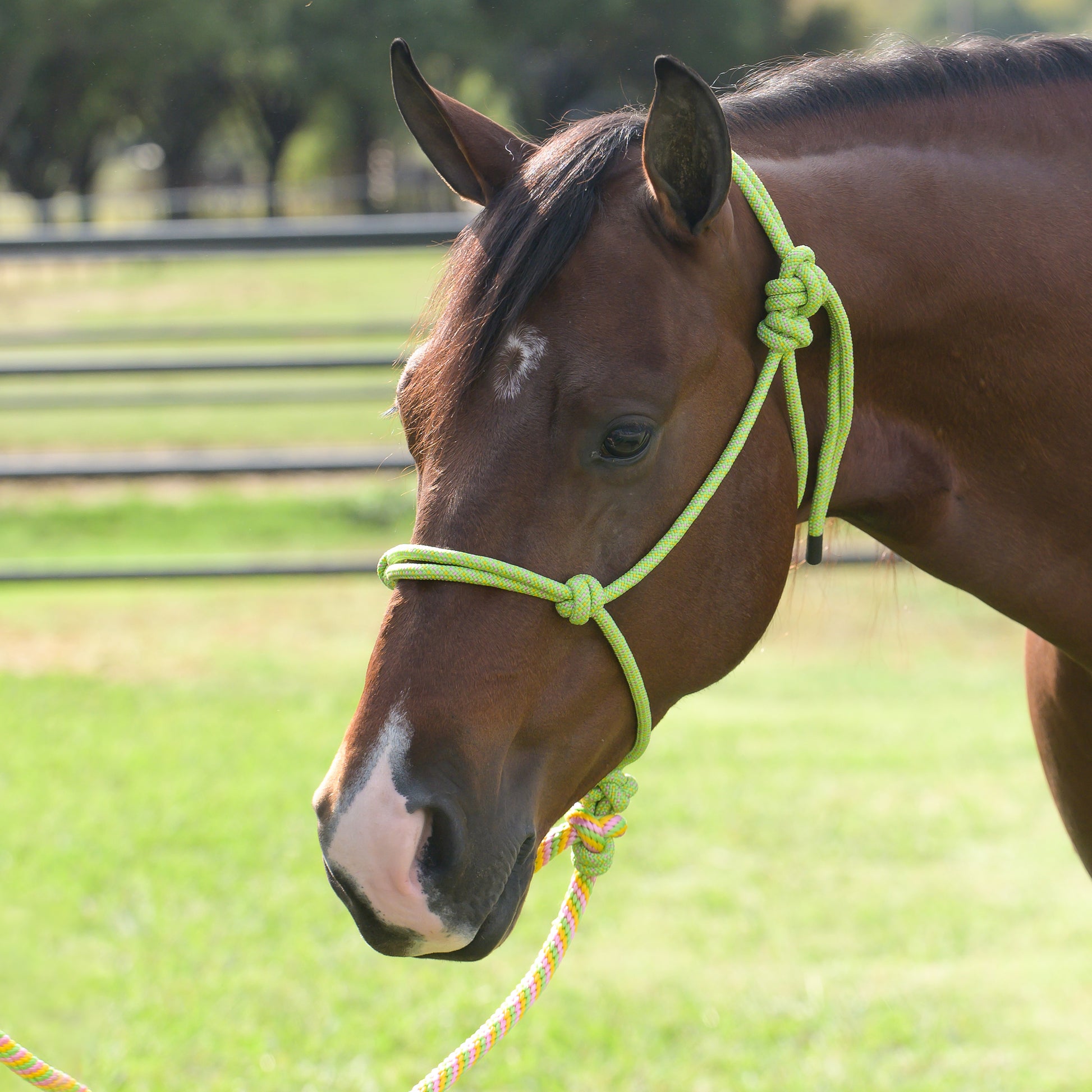 Brown horse with a lime green bridle in an outdoor setting