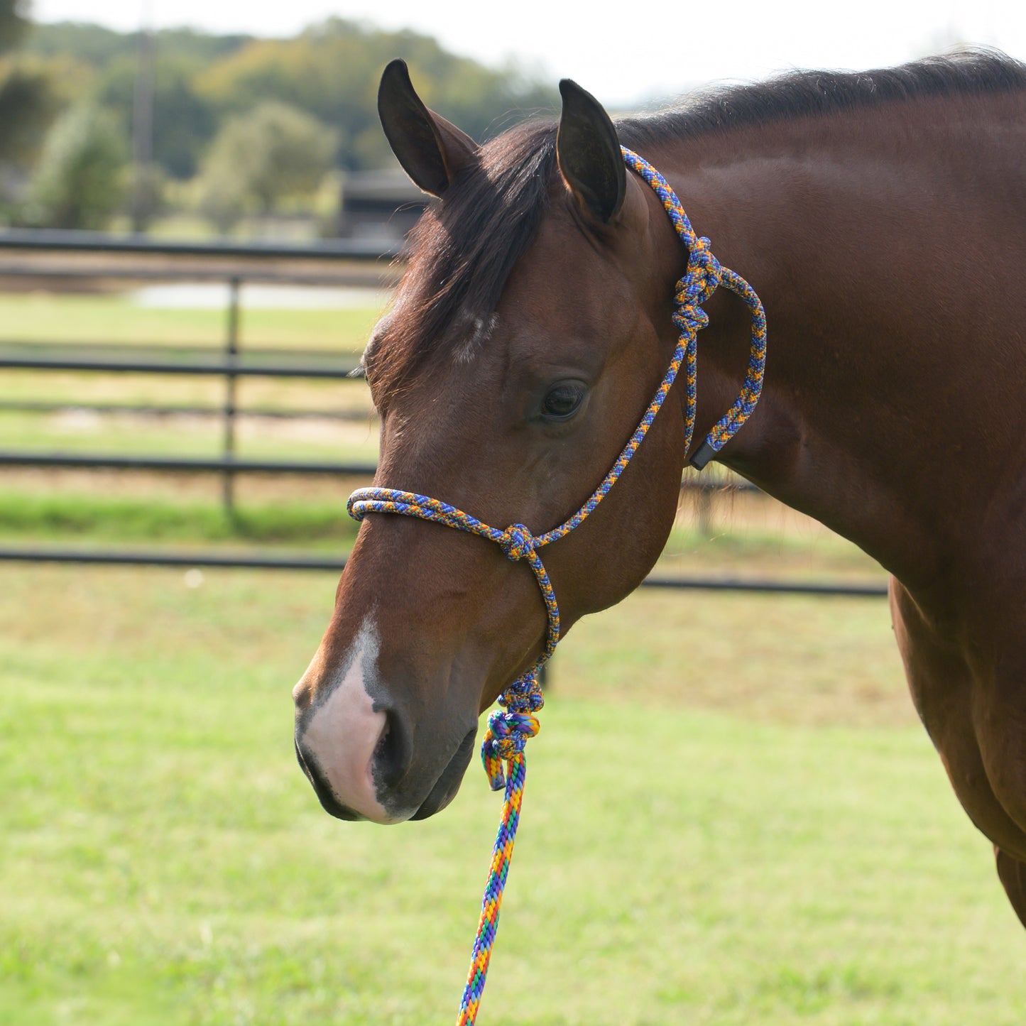Brown horse with a blue and orange rope halter in a grassy field.
