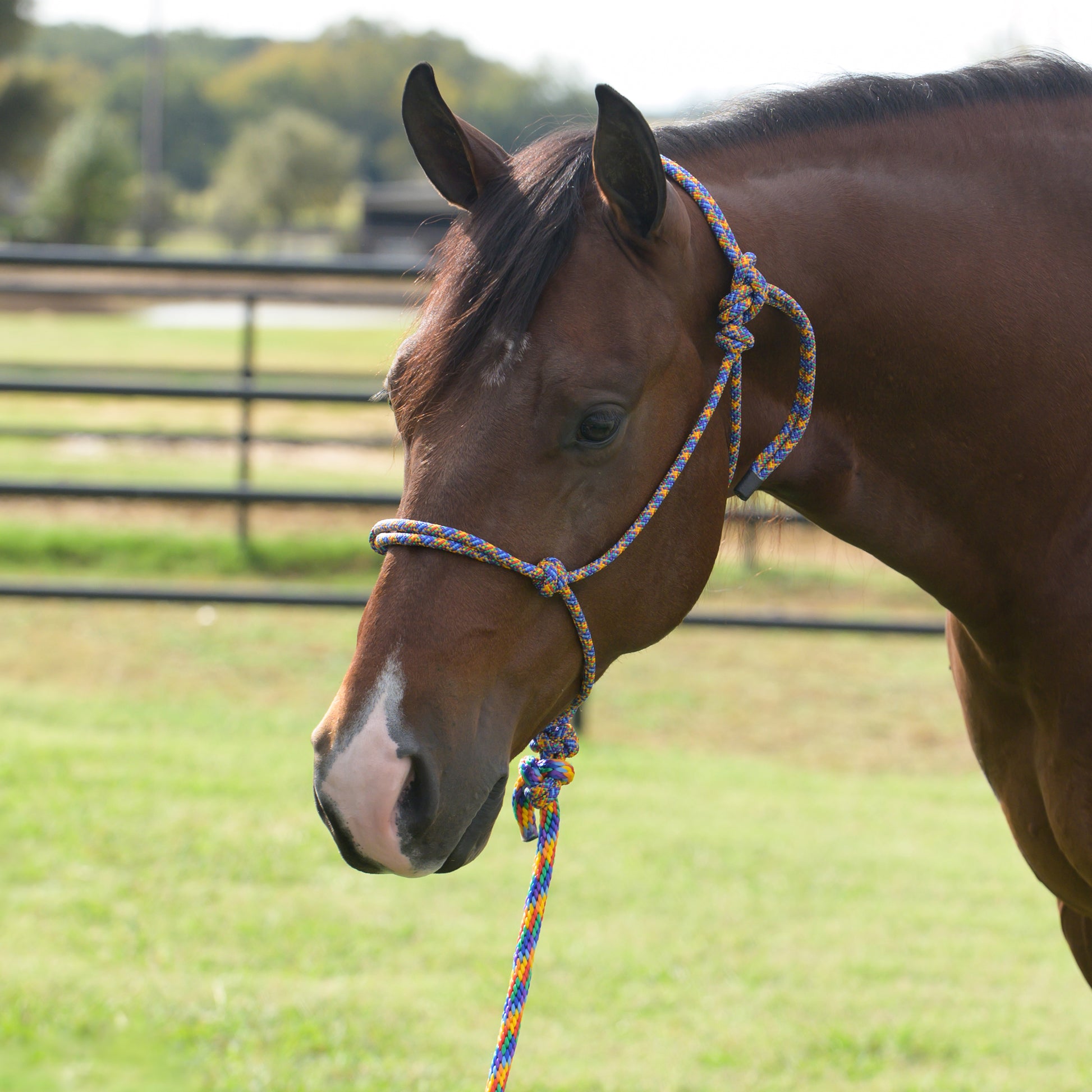 Brown horse with a blue and orange rope halter in a grassy field.