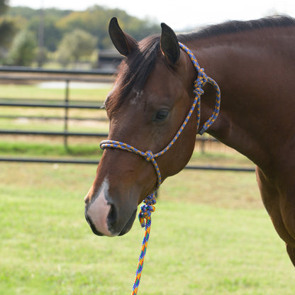 Brown horse with a blue and orange rope halter in a grassy field.