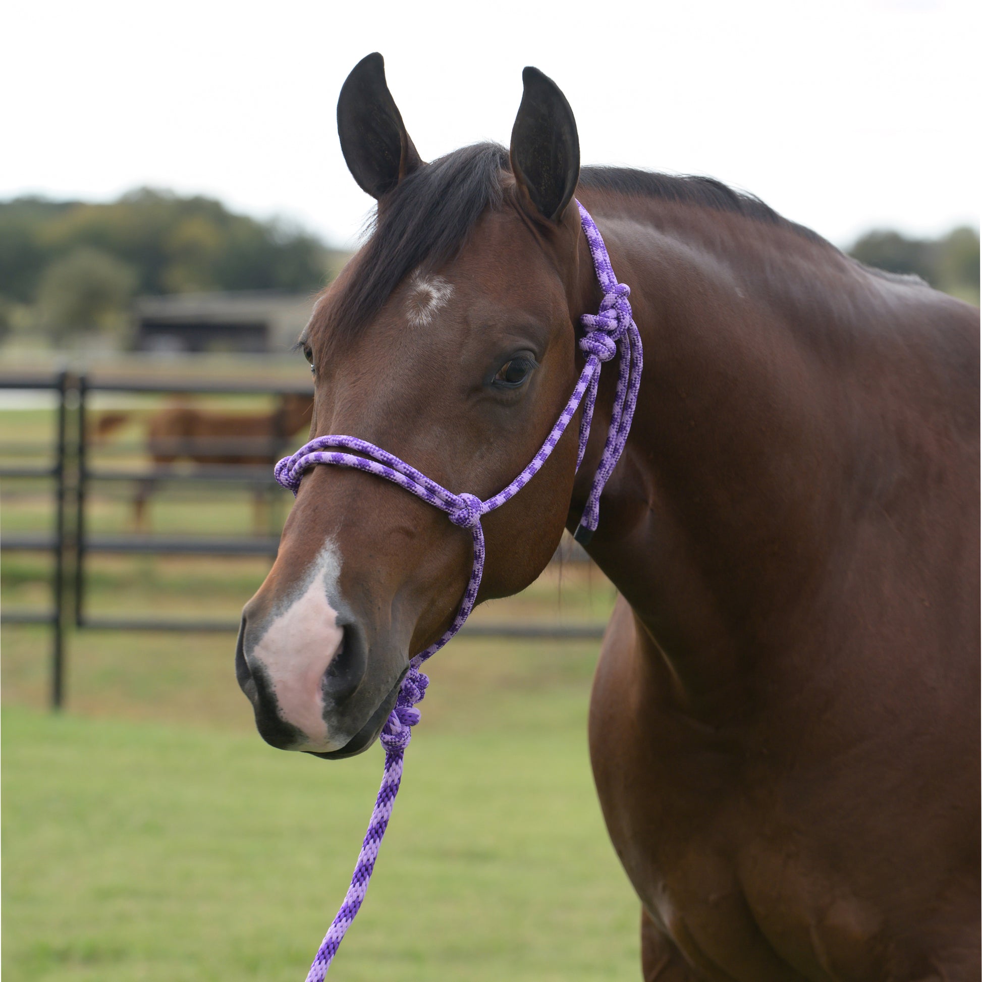 Brown horse with a purple rope halter in an outdoor setting