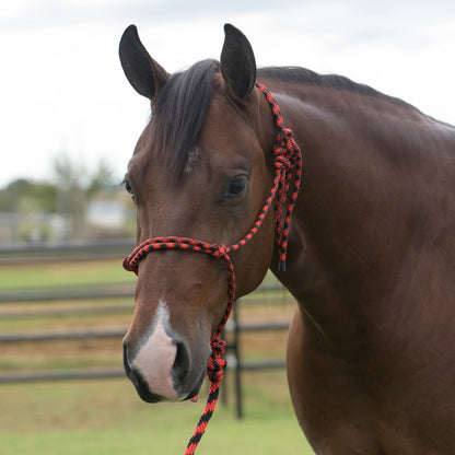 Brown horse with a red and black rope halter in an outdoor setting