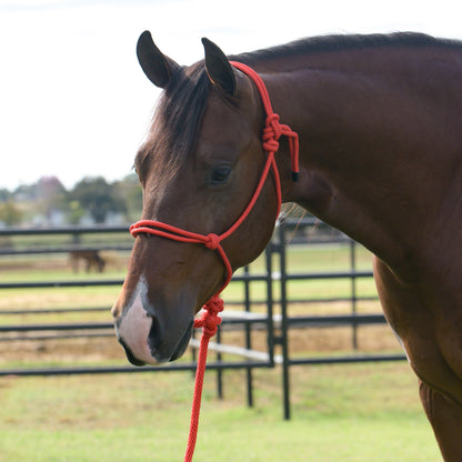 Brown horse with a red rope halter in an outdoor setting