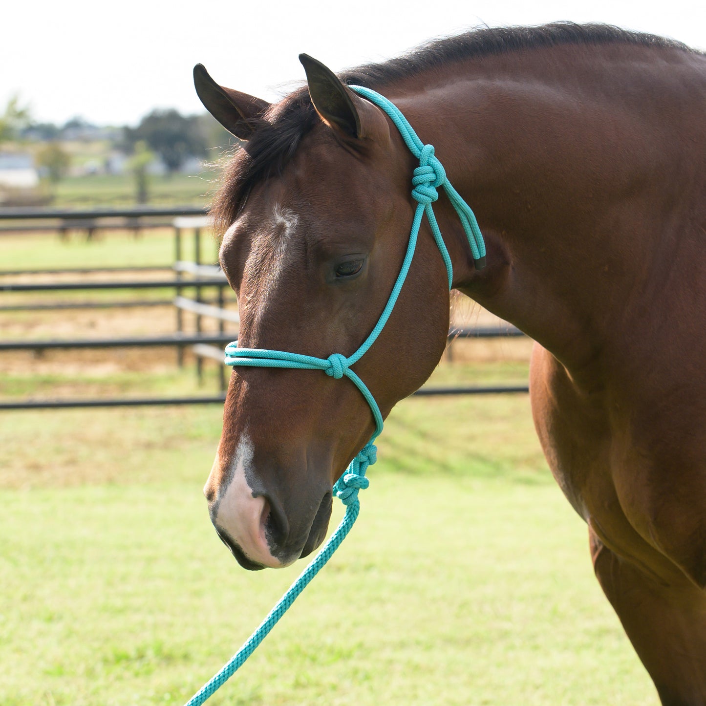Brown horse wearing a turquoise rope halter in an outdoor setting