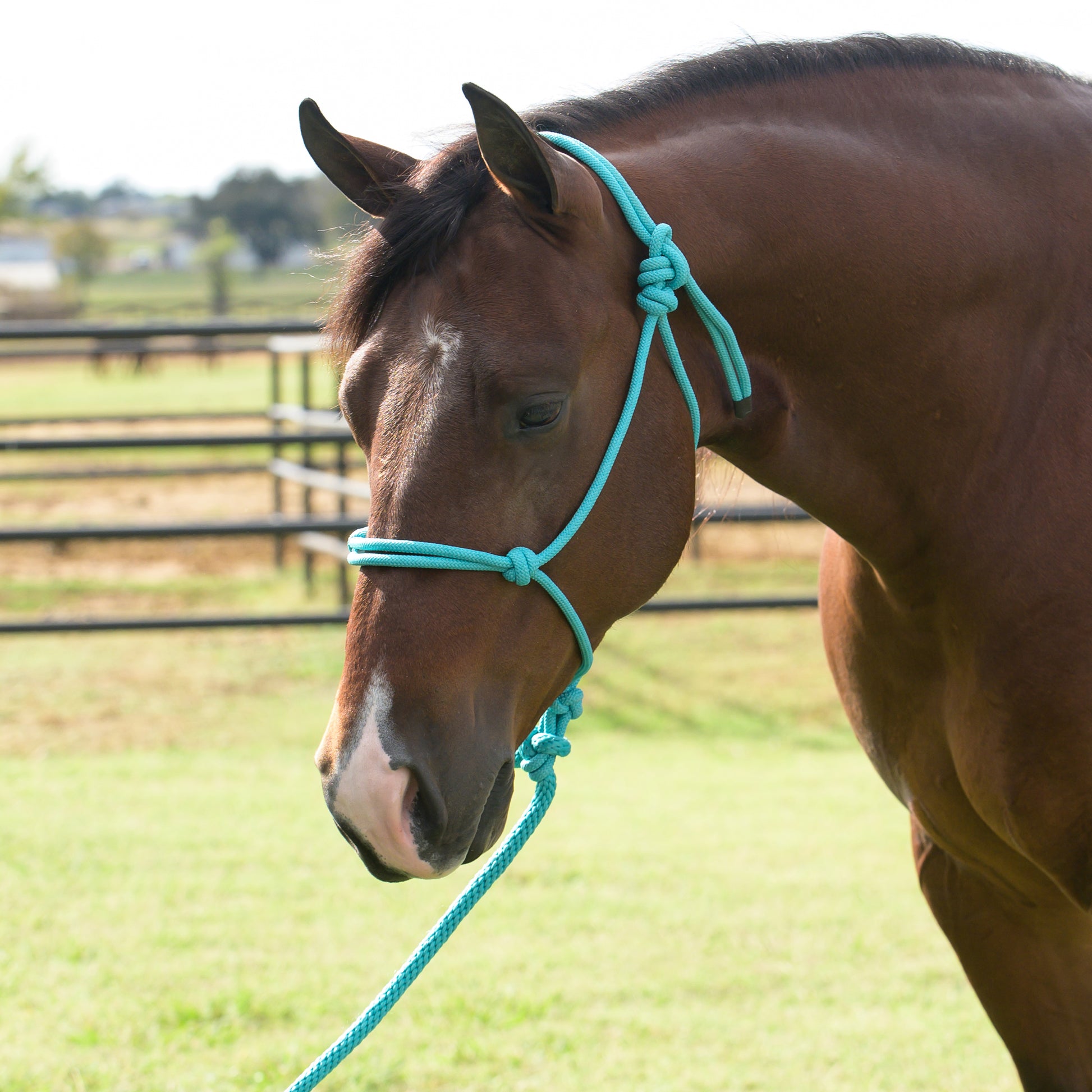 Brown horse wearing a turquoise rope halter in an outdoor setting