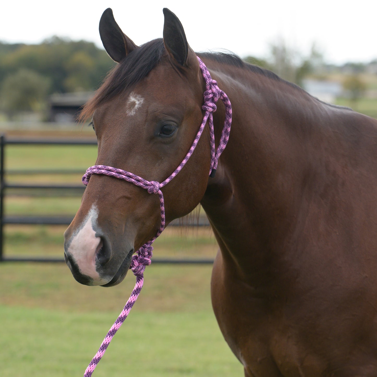 Brown horse wearing a pink rope halter in an outdoor setting
