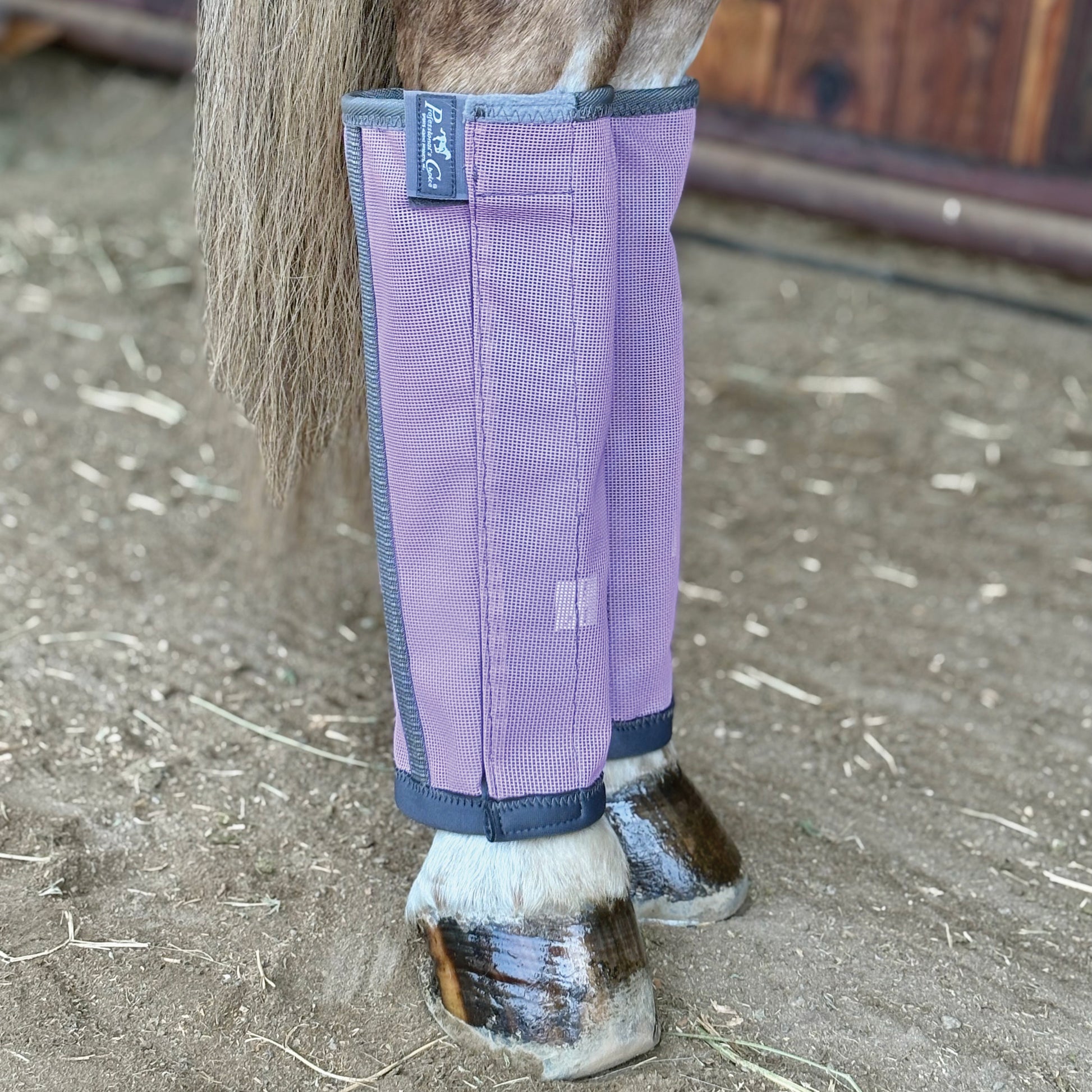 Horse leg with purple protective leg wraps on a stable floor.