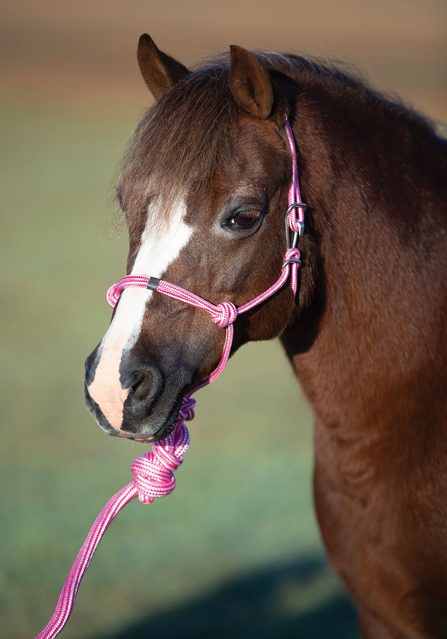 Pony Size - Easy On Rope Halter With Lead by Professional's Choice®
