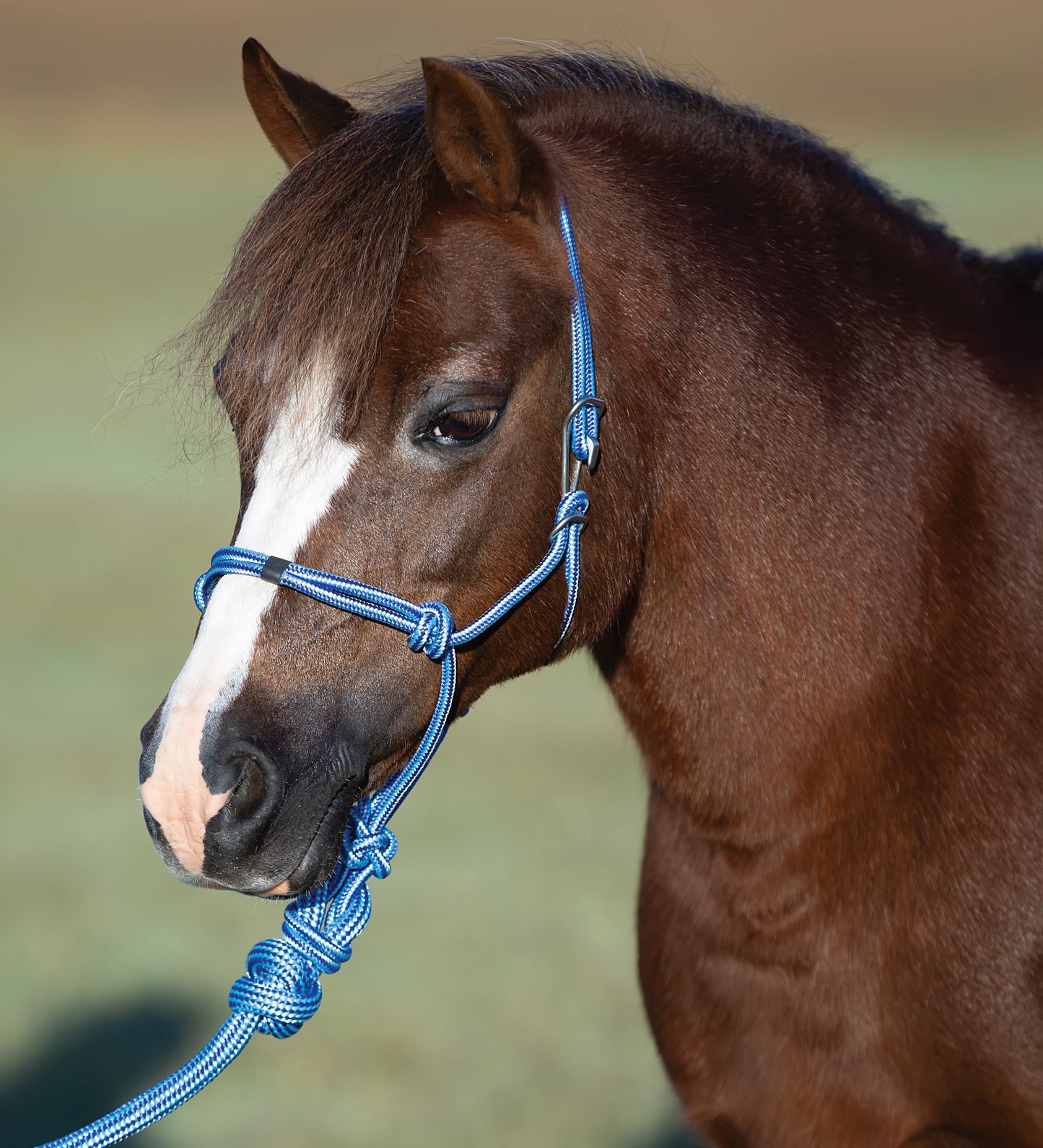 Pony Size - Easy On Rope Halter With Lead by Professional's Choice®