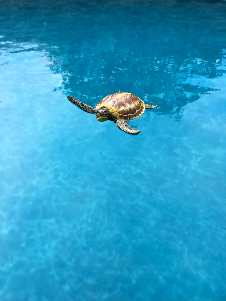 Floating Pool Turtle by Ganz®