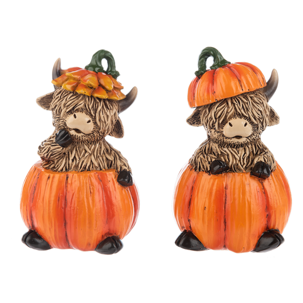 two highland steer in a pumpkin decorations