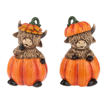 two highland steer in a pumpkin decorations