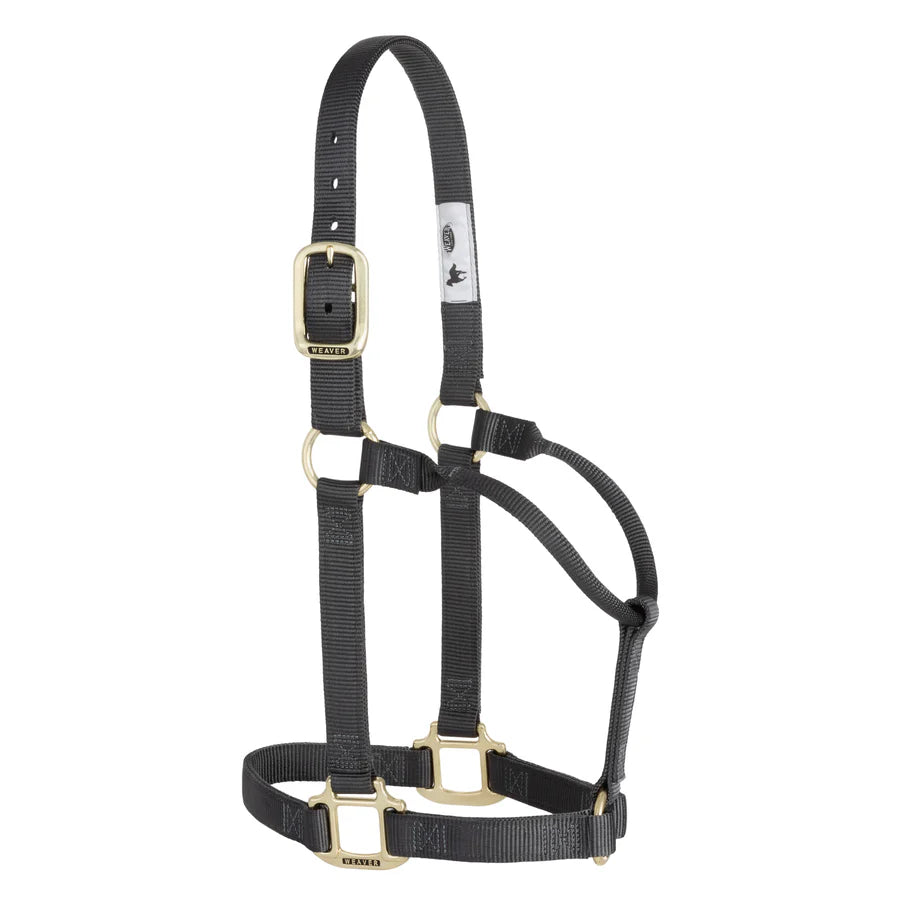 Black nylon horse halter with brass hardware on a white background