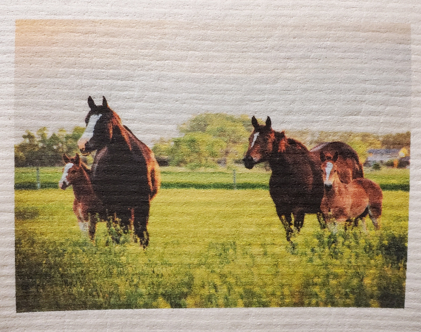 More Joy® Swedish Dishcloth