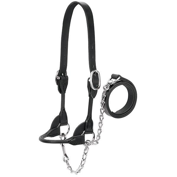 Black leather cattle halter with lead shank and chain on a white background