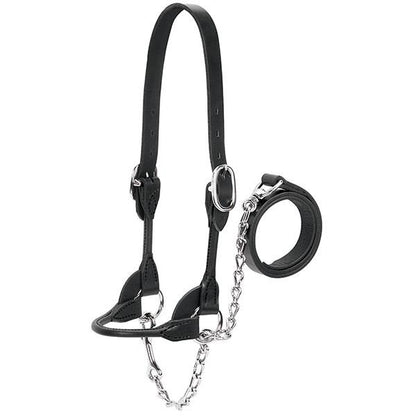 Black leather cattle halter with lead shank and chain on a white background