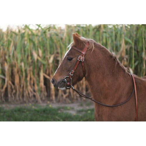 a pony wearing a leather bridle  with an outdoor background