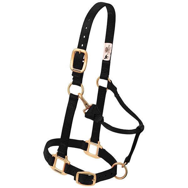 black nylon horse halter with brass plated hardware, including a buckle and throat snap, and box-stitching at stress points.