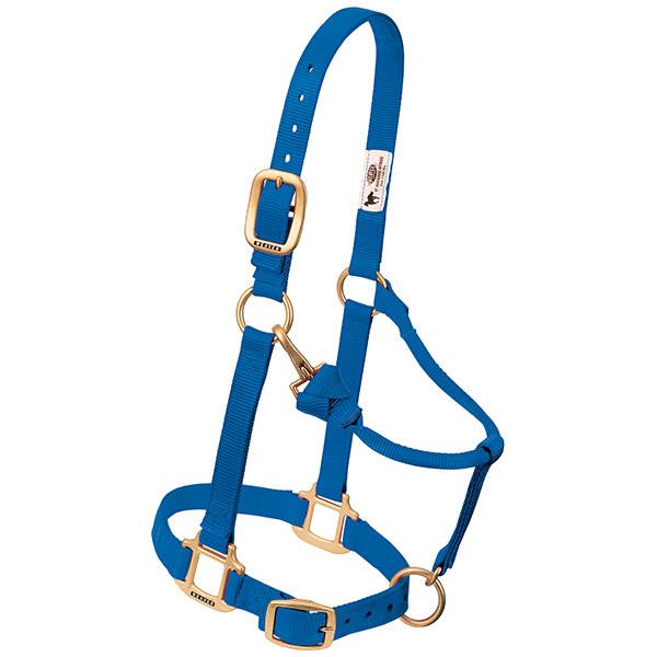 A blue nylon horse halter with brass plated hardware, including a buckle and throat snap, and box-stitching at stress points.