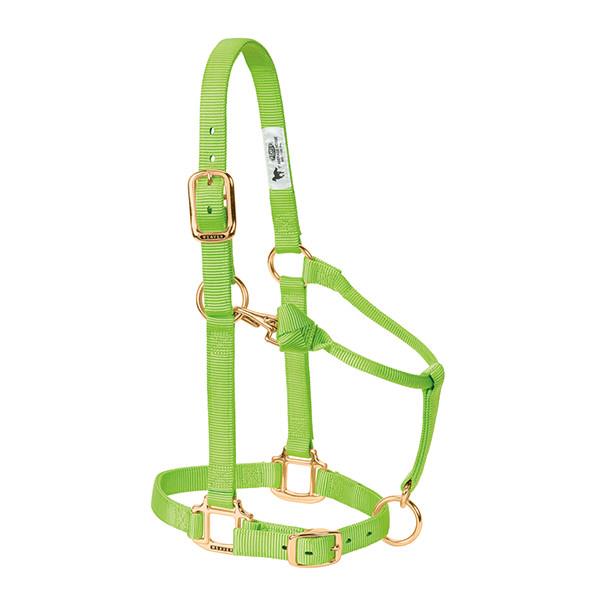 lime green nylon horse halter with brass plated hardware and adjustable chin and throat snap.