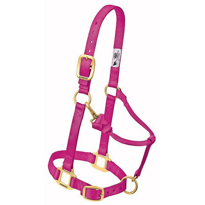 A pink nylon horse halter with brass plated hardware, including a buckle and throat snap, and box-stitching at stress points.
