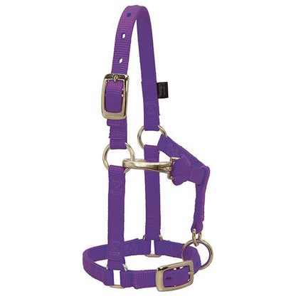 purple nylon miniature horse halter with brass plated hardware and a non-rust solid brass throat snap.
