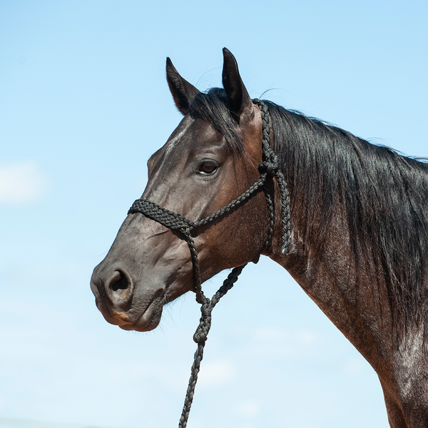 Mule Tape Halter & Lead by Cashel®